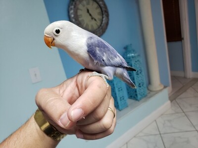 Baby blue Fisher Lovebird For Sale