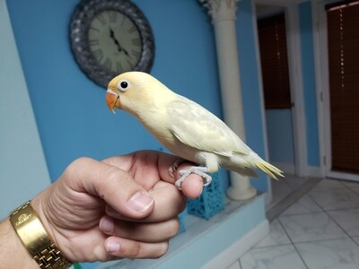 Baby Pastel Yellow Head ( Weaned ready to go) Baby Pastel Yellow Head ( Weaned ready to go)
