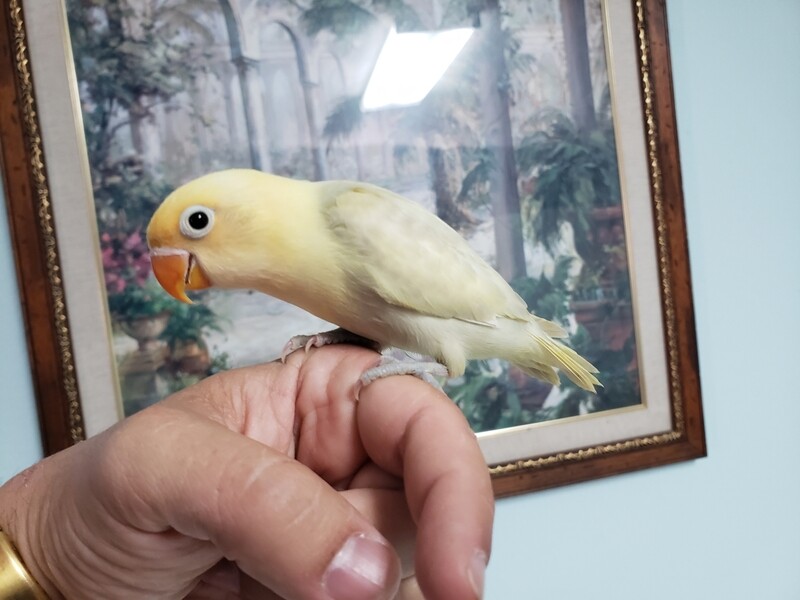 Pastel Yellow Head Lovebird For Sale