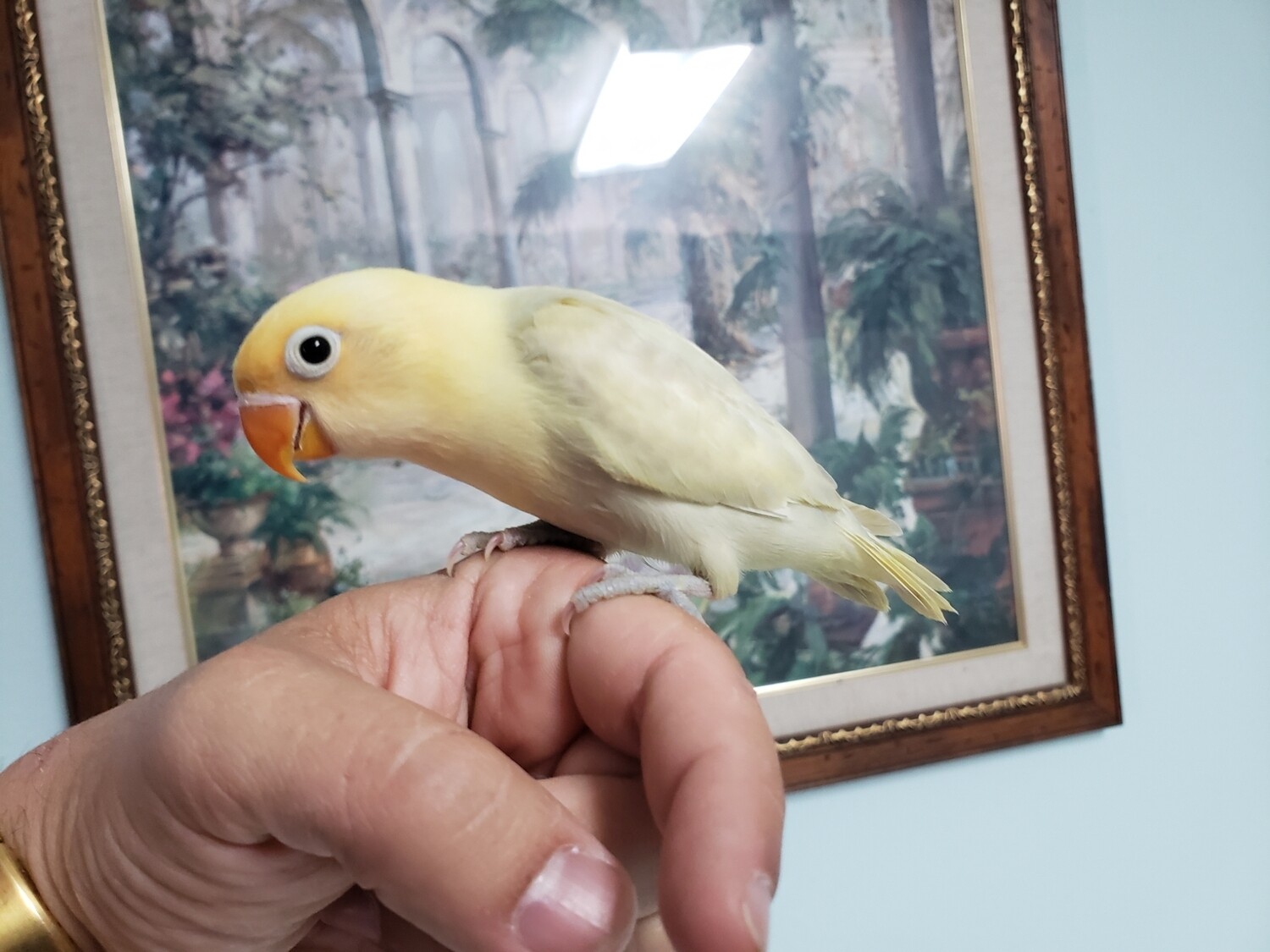 Pastel Yellow Head Lovebird For Sale