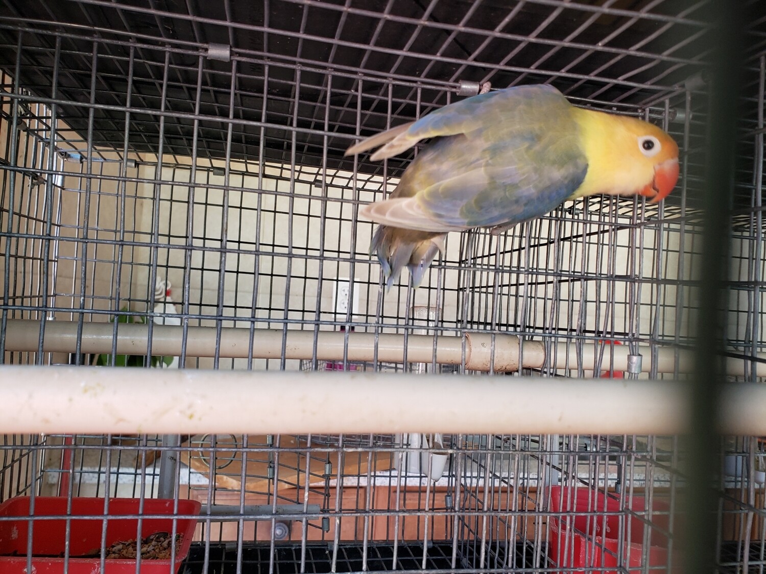 Adult Parblue Fisher Lovebird