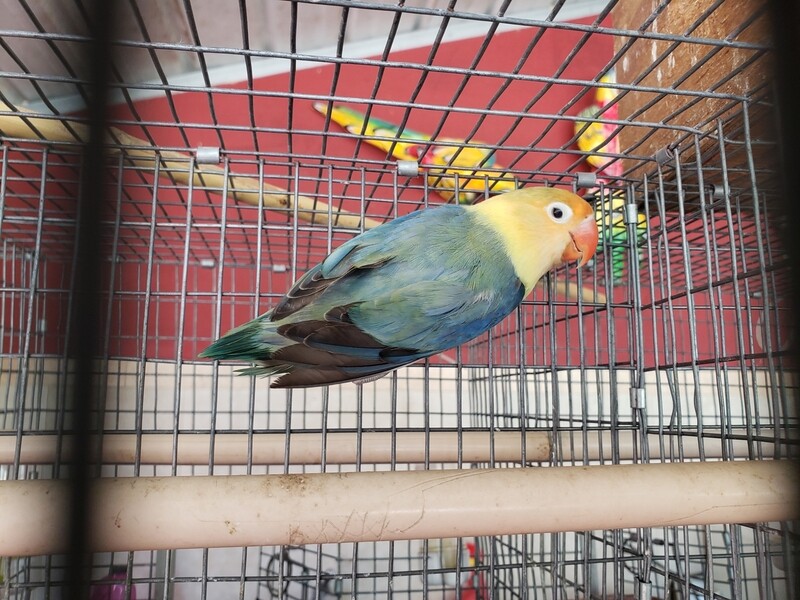 Adult Yellow Face Fisher Lovebird For Sale