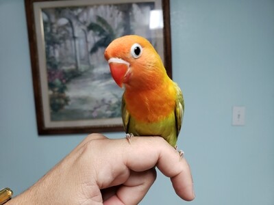 Baby orange face male Fisher Lovebird ( weaned ready to go) Baby orange face male Fisher Lovebird ( weaned ready to go)