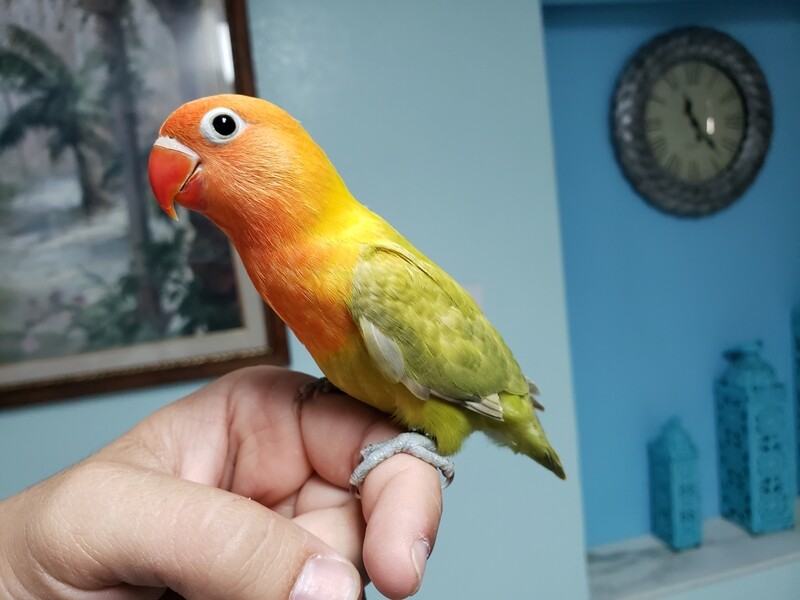 Baby orange face  Fisher Lovebird For Sale