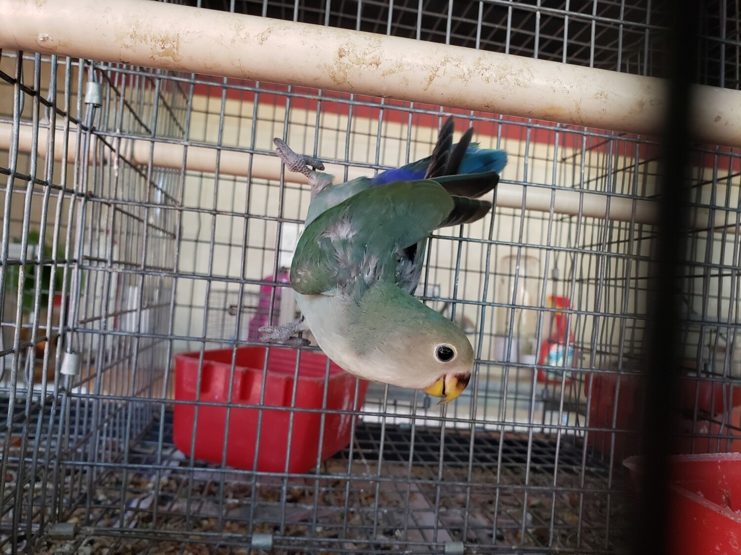 Green Peach Face Lovebird For Sale