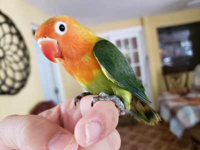 Baby Green Orange Head Lovebird ( Order one like this 100% Handfed & Tame )
