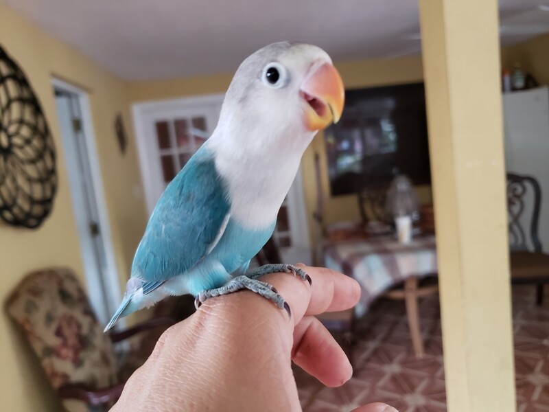 Aqua Fisher Lovebird 