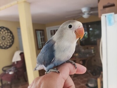 Baby Blue Fisher Lovebird ( Order one like this one 100% Handfed & Tame )