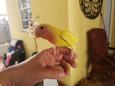 Baby Lutino Peach Face Lovebird ( Order one like this 100% Handfed & Tame )