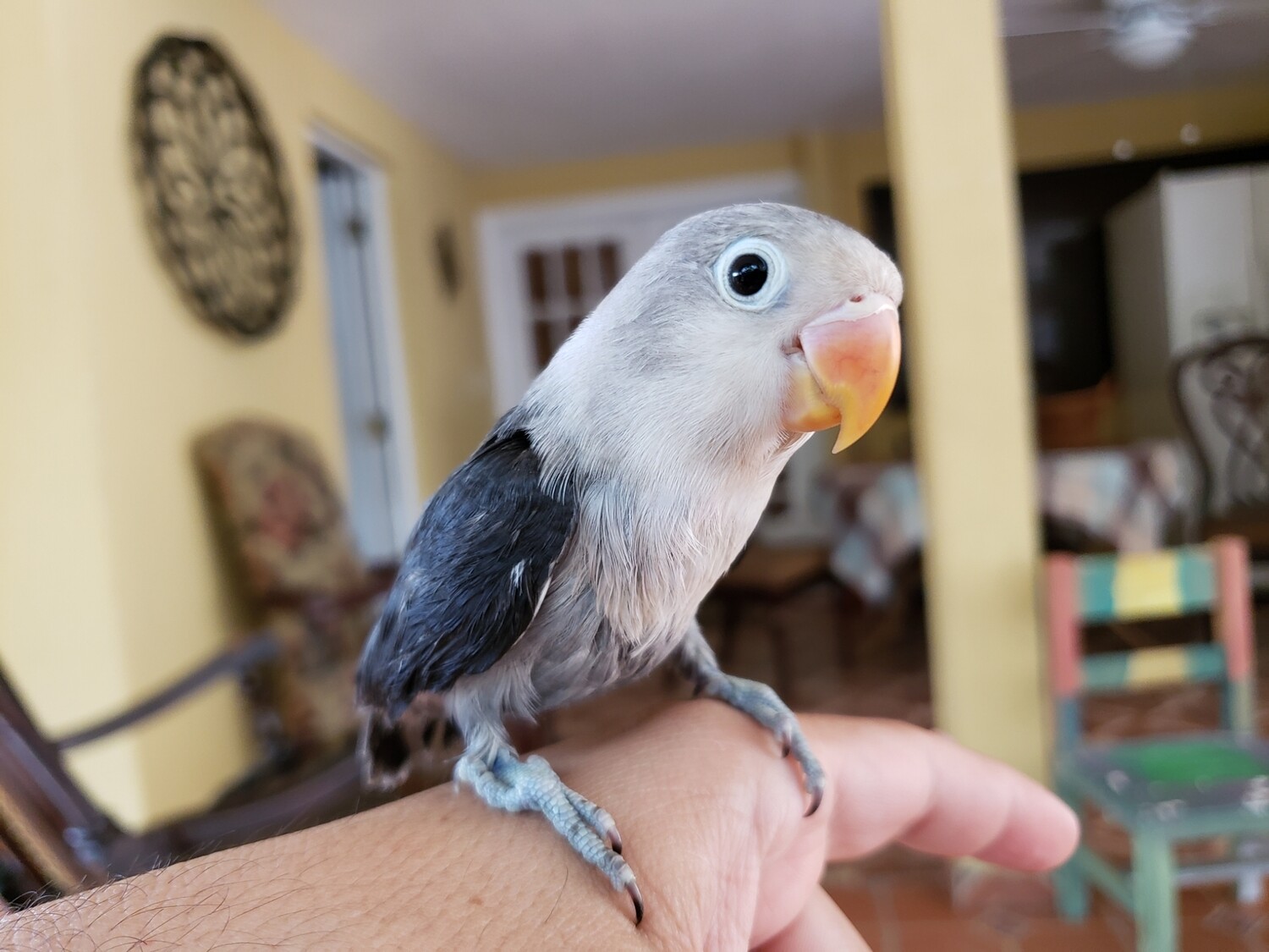 Baby Dark Mauve Fisher Lovebird 