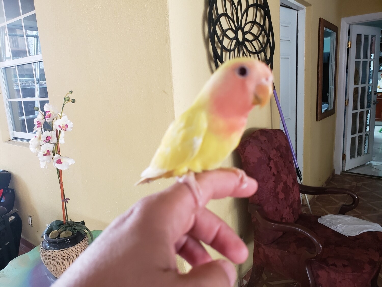 Lutino Peach Face Lovebird