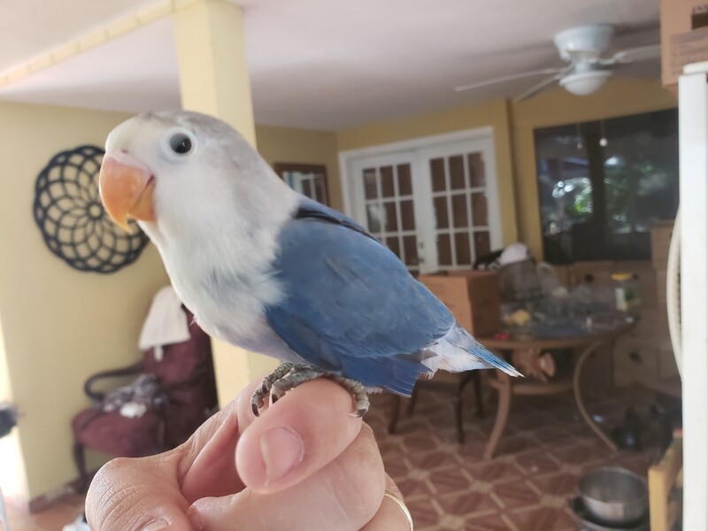 Blue Fisher Lovebird