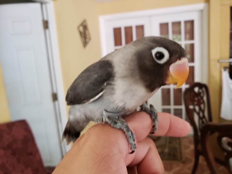 Black Mask Lovebird  PRE-ORDER