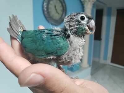 Baby Turquoise Green Cheek Conure ( Unweaned Handfed )