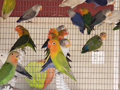 2 Lovebird Special -(  Green &amp; Blue Fishers ) FREE SHIPPING