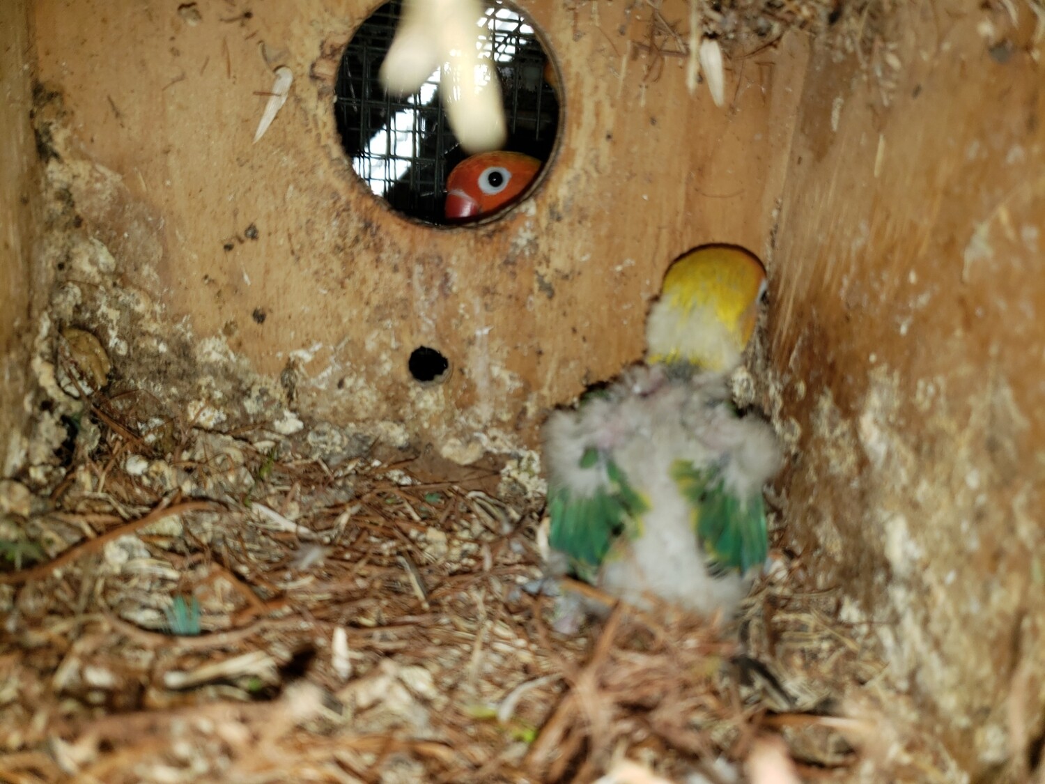 7 Baby Lovebirds Unweaned With Delta Shipping Included