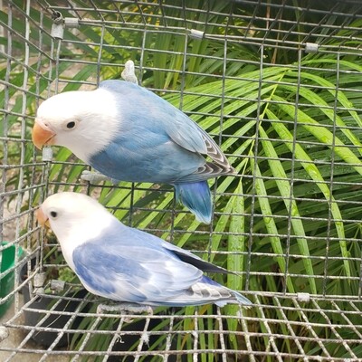 2 White head fisher Lovebirds