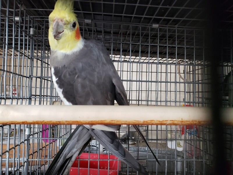 Gray Female Cokatiel