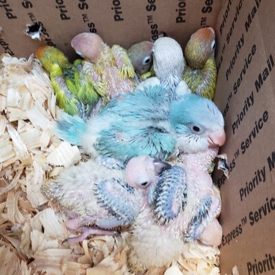 10 Baby Indian Ringnecks & 2 Sin Conures Unweaned 10 Baby Indian Ringnecks & 2 Sin Conures Unweaned