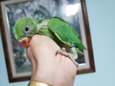 Green Indian Ringneck