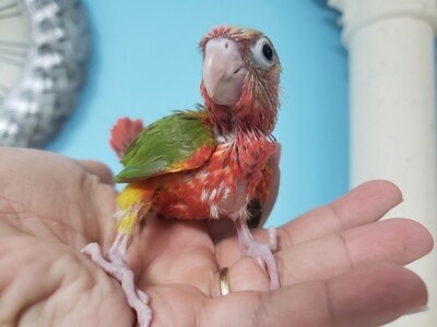 Green Cheeks Conures