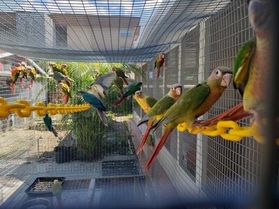 4 sun Conures- 3 Green Quakers 3 Blue Quakers - 10 Cockatiels 4 sun Conures- 3 Green Quakers 3 Blue Quakers - 10 Cockatiels