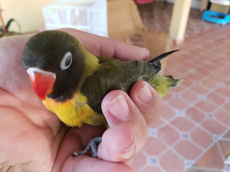 Baby black mask Lovebird ( Beautiful)