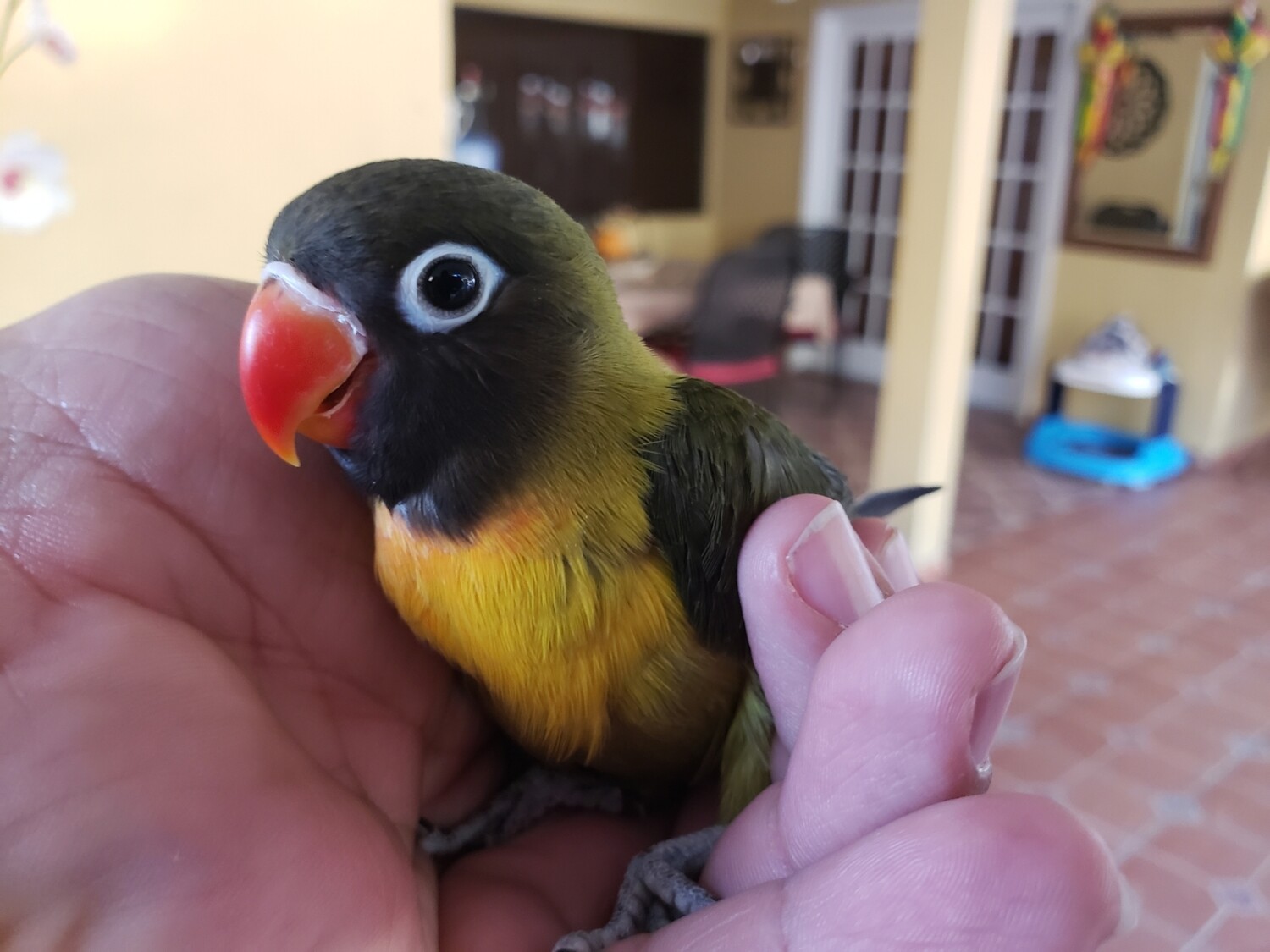 Baby black mask Lovebird ( Beautiful)
