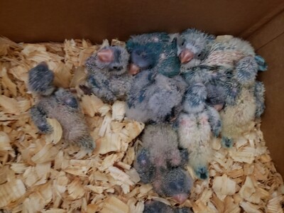 25 green quaker parrots & 20 lovebirds 25 green quaker parrots & 20 lovebirds
