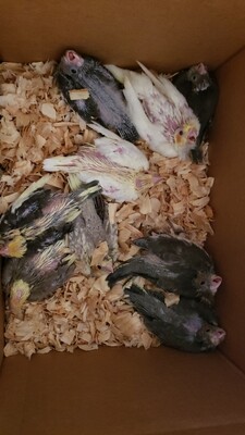 35 lovebirds 10 baby cokatiels 35 lovebirds 10 baby cokatiels