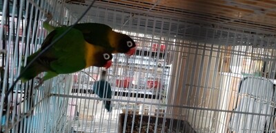 4 black mask lovebirds including shipping 4 black mask lovebirds including shipping