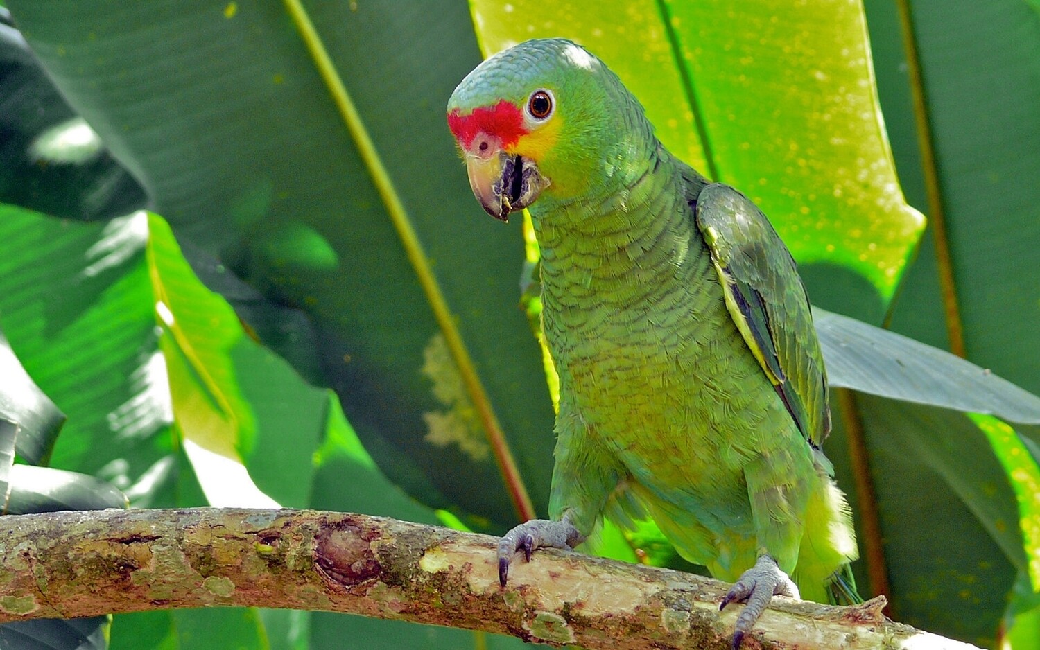 3 Amazons, 6 Blue Quakers, 6 Green Quakers, 3 Sun Conures & 6 Cockatiels including shipping 3 Amazons, 6 Blue Quakers, 6 Green Quakers, 3 Sun Conures & 6 Cockatiels including shipping