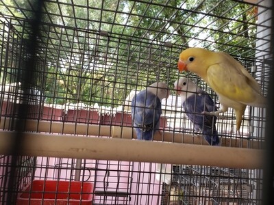 Pastel Clean Yellow Head male Lovebird ( Cage#30) Pastel Clean Yellow Head male Lovebird ( Cage#30)