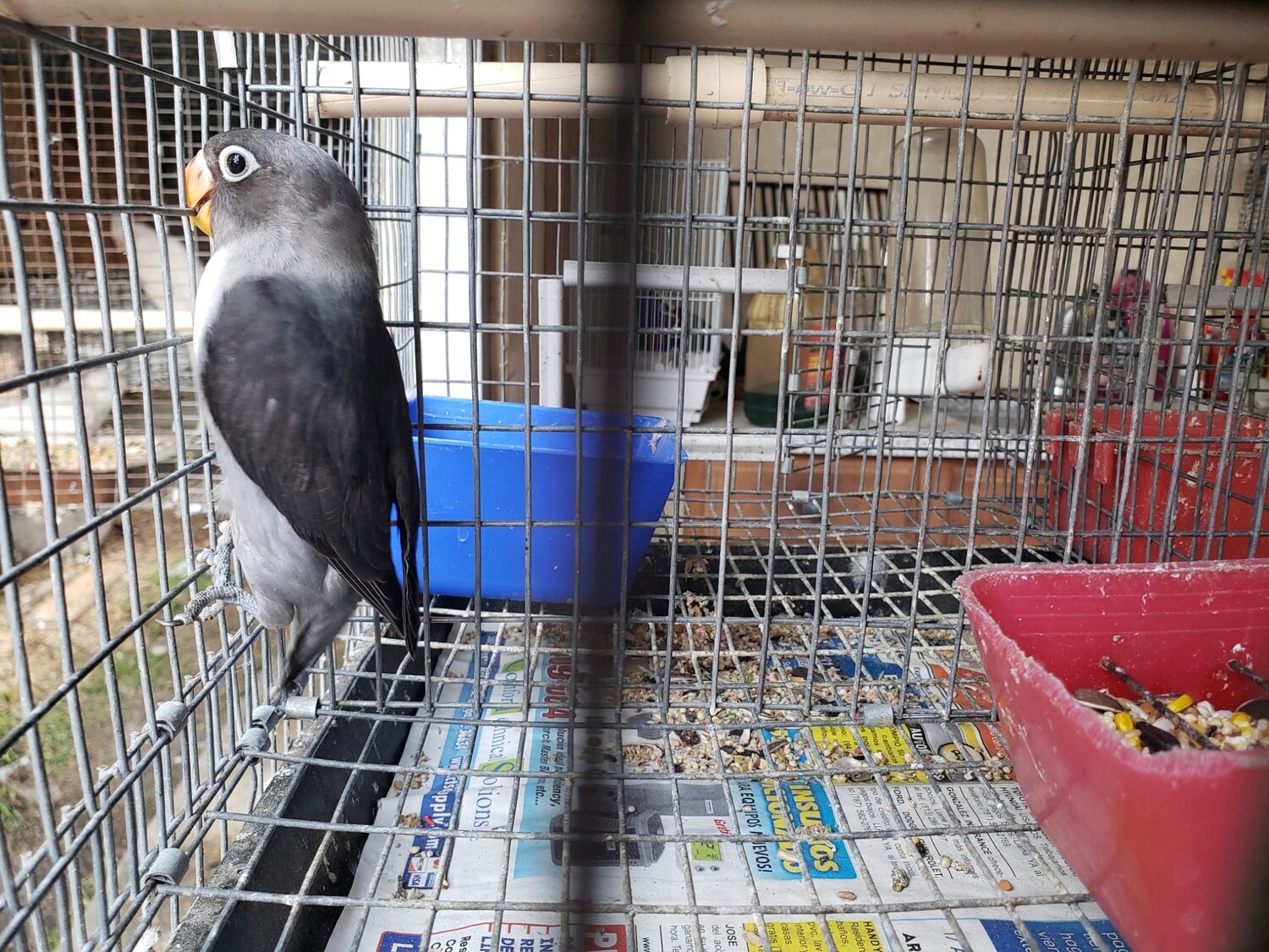 Mauve Fisher Lovebird