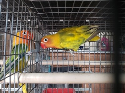 Green Arlequin Fisher male Lovebird Green Arlequin Fisher male Lovebird