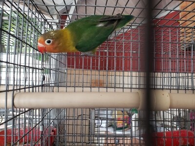 Green Fisher Lovebird