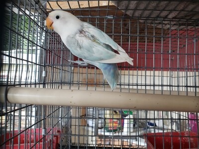 Light Aqua white head Male Fisher Lovebird (