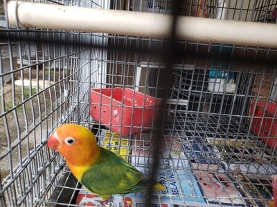 Green Orange Head female fisher Lovebird