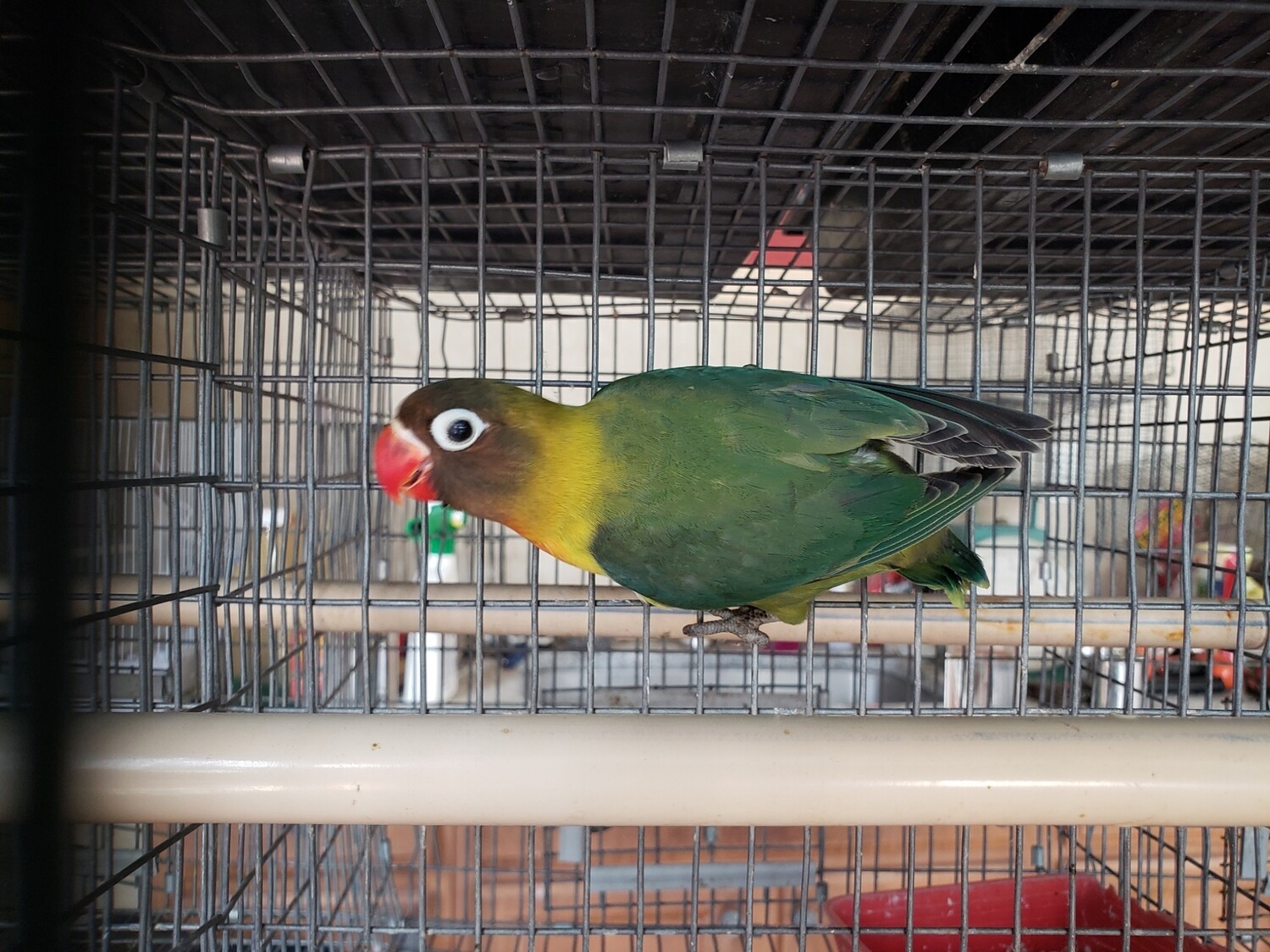 Green Ficher  Lovebird