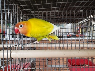 Orange head Pastel Fisher  female Lovebird