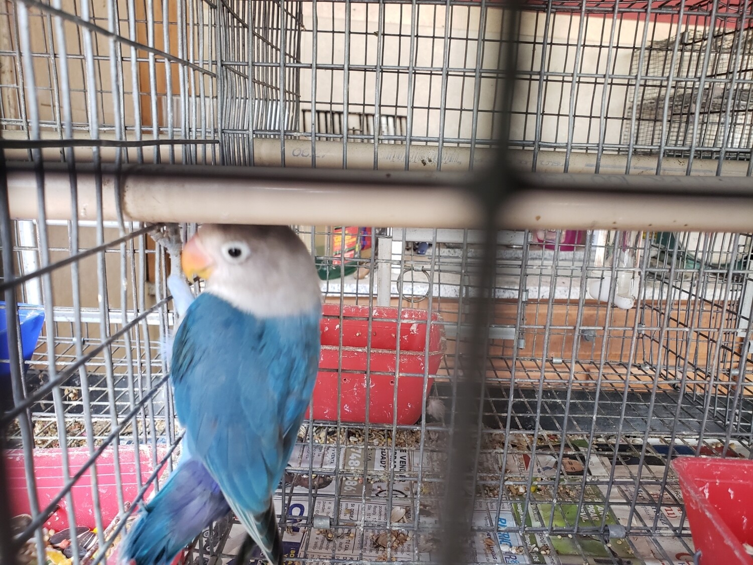 Blue Fisher Lovebird 