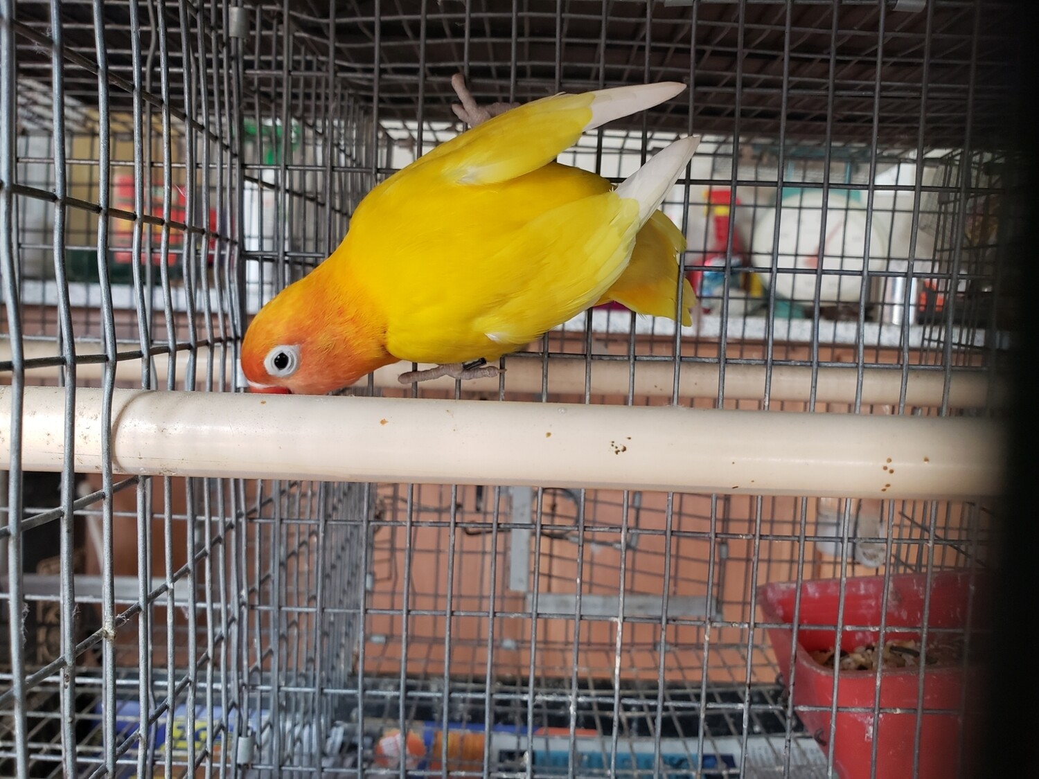 Yellow Black eye Lovebird