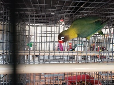 Green Ficher Female Lovebird (cage#8) Green Ficher Female Lovebird (cage#8)
