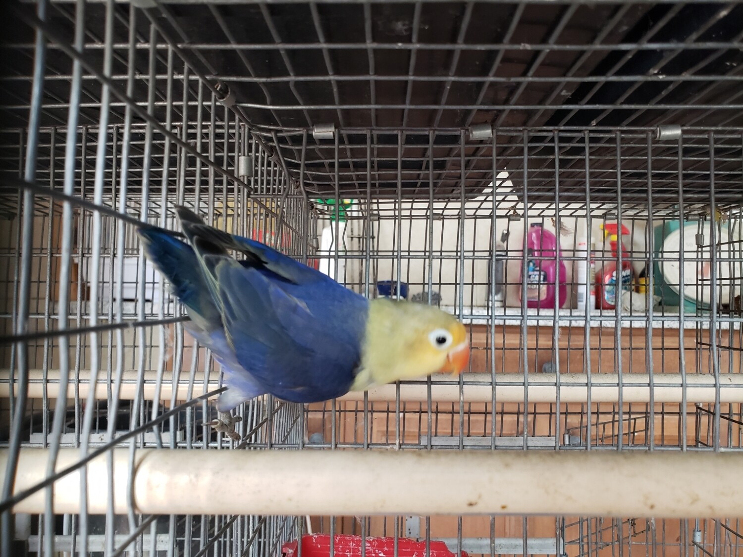 Violet Parblue fisher  Lovebird