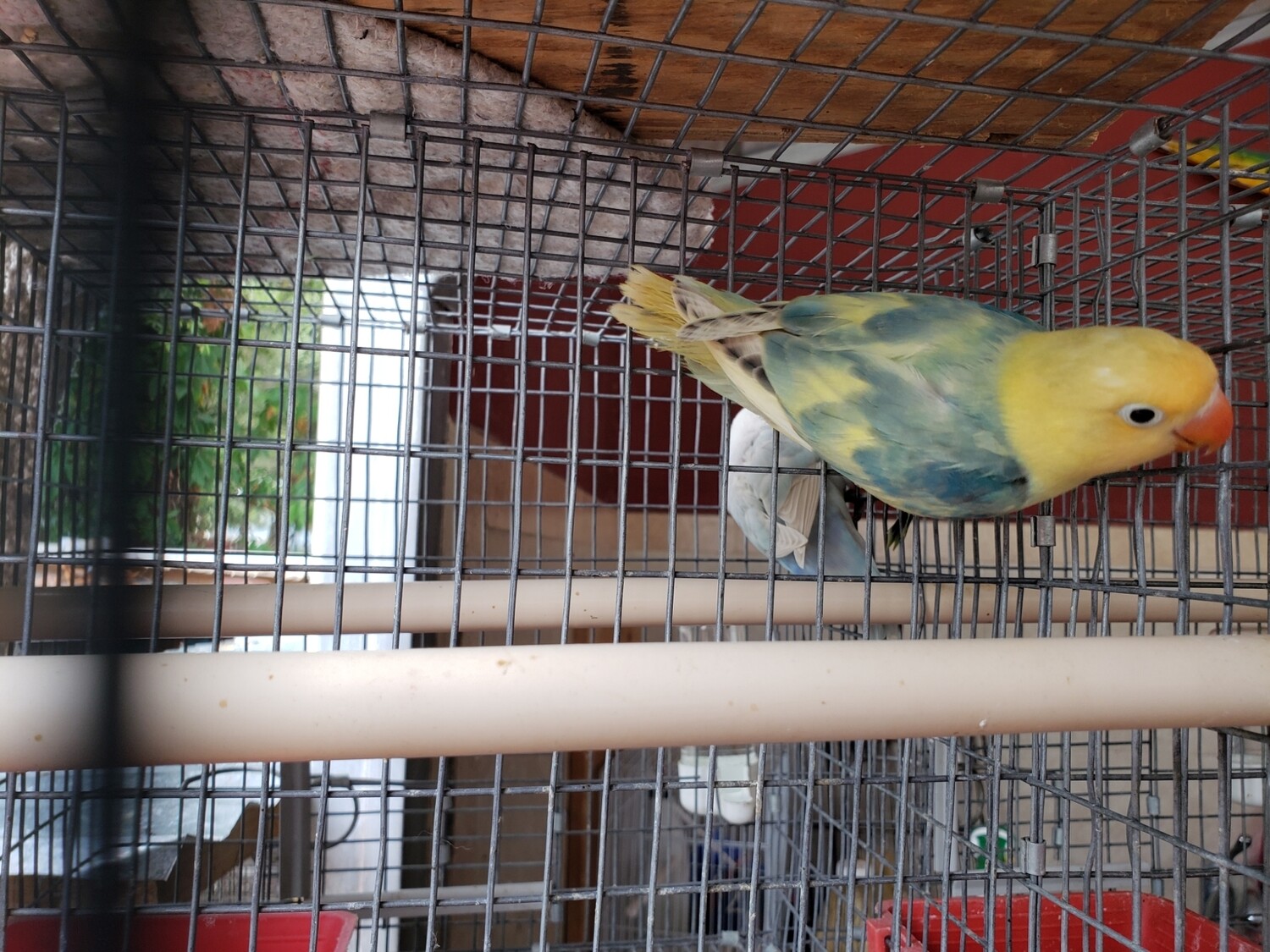 Green Clean yellow Head Arlequin Lovebird