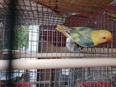 Green Clean yellow Head Arlequin Lovebird