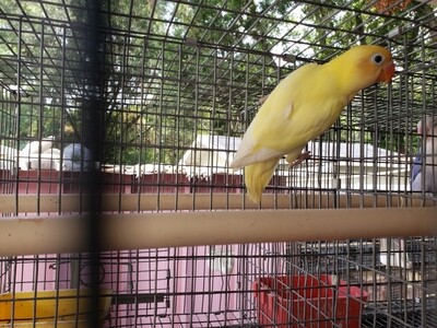 Creamino Black eye male ( Cage #1 ) Creamino Black eye male ( Cage #1 )