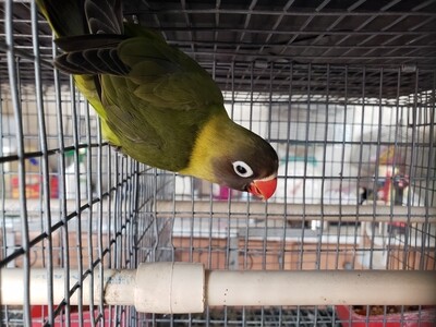 Dark Olive Black face female Lovebird ( cage# 11) Dark Olive Black face female Lovebird ( cage# 11)
