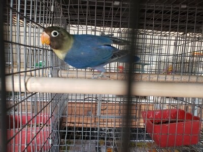 Violet Parblue mask  male  Lovebird