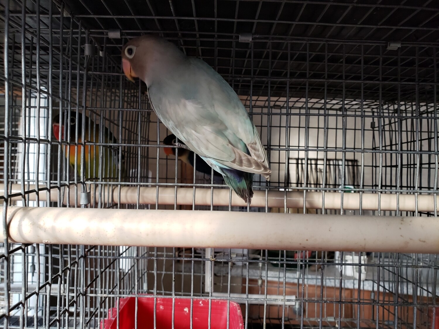 female fisher Lovebird